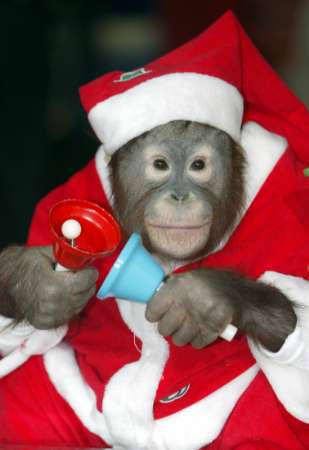 
An orangutan, named Dan-bi wears a Santa Claus outfit, waves bells in front of a donation box at the Salvation Army's money rising campaign in Seoul December 22, 2004. Trained monkeys and Orangutans were used to entice donations during a charity campaign to help orphans and other needy people. REUTERS/You Sung-Ho